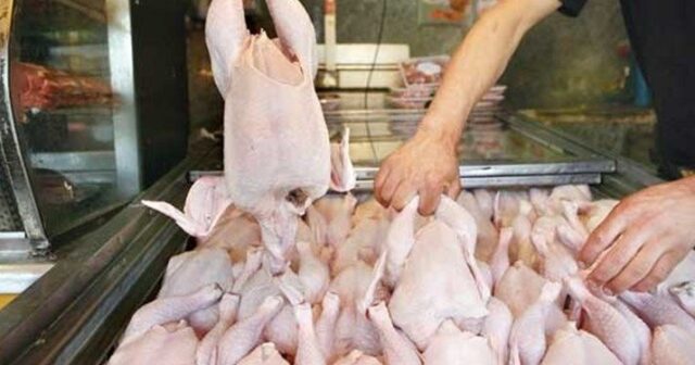 Broyler toyuqları ilə bağlı gizli araşdırma – Yeni təhlükələr