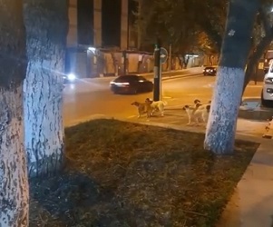 Bakıda gecə itlərin bu hərəkəti hər kəsi heyrətləndirdi – VİDEO
