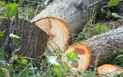Ağacları kəsərək təbiətə bu qədər ziyan vurdu
