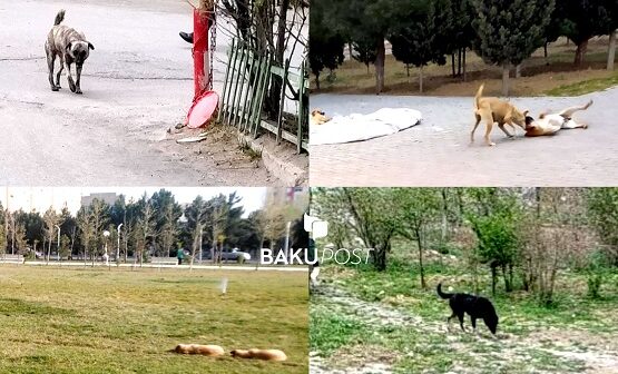Sumqayıt sakinləri təhlükəylə üz-üzə – Sahibli və sahibsiz itlər problemə çevrilib – VİDEO
