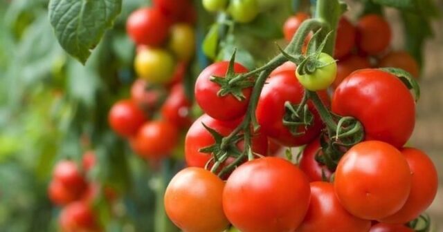 Bu pomidorlarda təhlükəli zəhər olur – DİQQƏT!