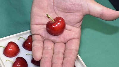 1 ədəd albalı 296 dollara satıldı