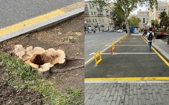 Bakının mərkəzində ağacların kəsilməsinə görə vəzifəli şəxs cərimələndi