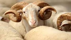Sənət adamları bayramı necə keçirir? – “Heç vaxt qurban əti yeməmişəm”