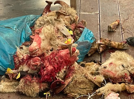 Qurban kəsimi yerlərində rəzalət hökm sürür – Əliməmməd Nuriyev