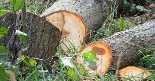25 minlik ziyanı prokurorluq araşdıracaq