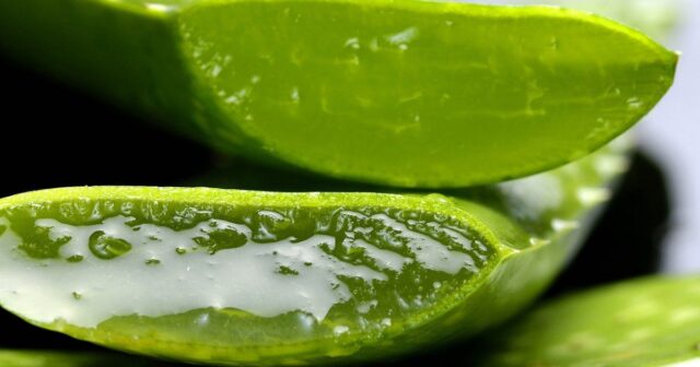 Aloe şirəsinin faydaları – Kimlər içə bilər
