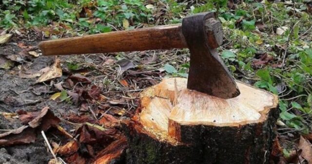 Bakıda qanunsuz ağac kəsən tikinti şirkətinə cinayət işi açılıb