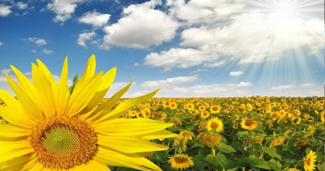 Şənbə günü temperatur 40 dərəcəyədək artacaq