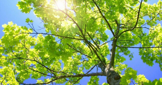 Bakıda 28, rayonlarda 32 dərəcə isti olacaq