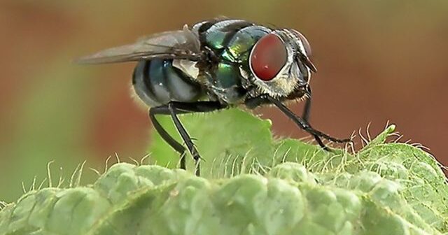 Dünyada daha bir öldürücü virus yayılıb: Əlamətləri yoxdur