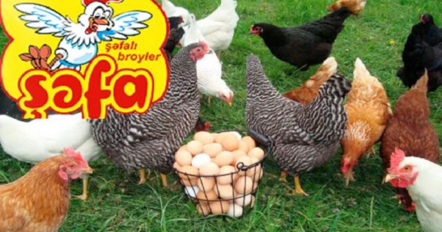 “Şəfa” broylerlə bağlı müəmma:  İşçilər şirkətin bağlanmasından, direktor isə sanasiyadan danışır
