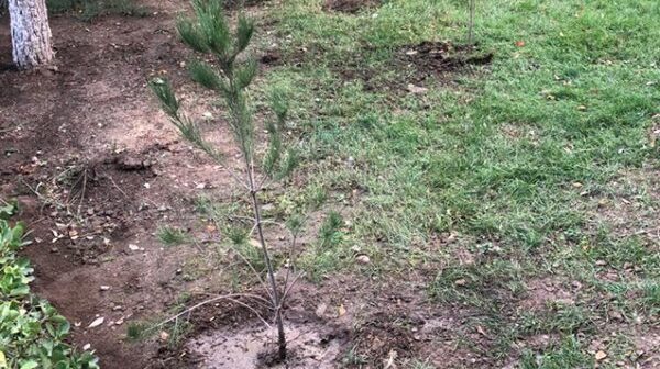 Sumqayıtda ağac kəsilməsi ilə bağlı şikayət araşdırılıb-FOTO