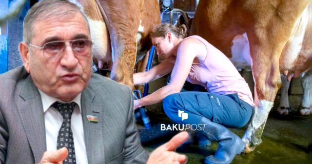 “Bu gün kəndlərimizdə cavan qızlar inək sağa bilmirlər” – Deputat