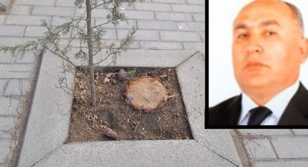 Qurumun vəzifəli şəxslərinə cinayət işi açıla bilər – Ağaclar niyə kəsilib? – FOTO/VİDEO