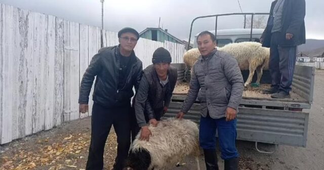 RUSİYADA “QOYUN AKSİYASI”… – Etirazların qarşısını bu yolla almağa çalışırlar + FOTOLAR