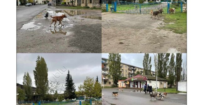 LƏNKƏRANDA QORXUNC VƏZİYYƏT: QARAŞOV HARA BAXIR? – FOTOLAR