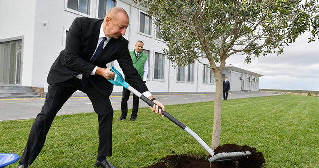 İlham Əliyev Zirədə zeytun ağacı əkdi- FOTO