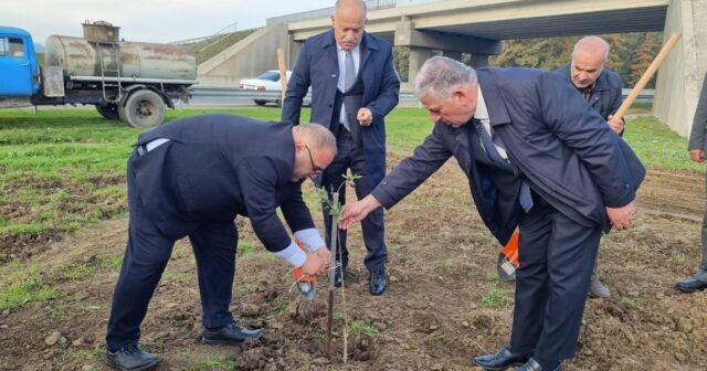 Masallıda Zeytun bağı salındı – VİDEO/FOTO