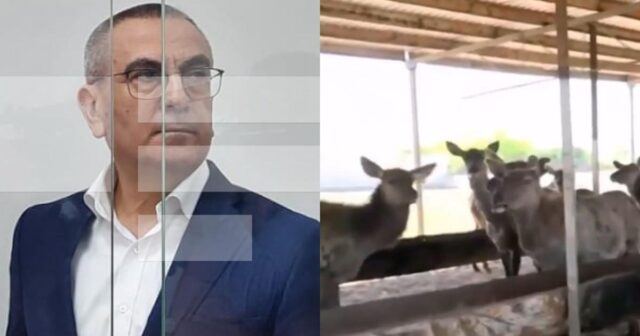 Alimpaşa Məmmədovun marallarının sayı artıb – Qoruğa köçürülüb