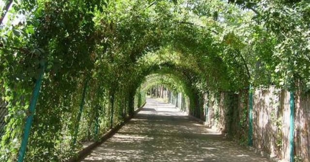NƏBATƏT BAĞININ PARK OLMASI NARAZILIQ DOĞURDU