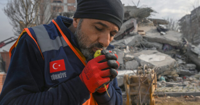 ZƏLZƏLƏNİN 5-Cİ GÜNÜ DAĞINTILAR ALTINDAN QUŞ XİLAS EDİLDİ-FOTO