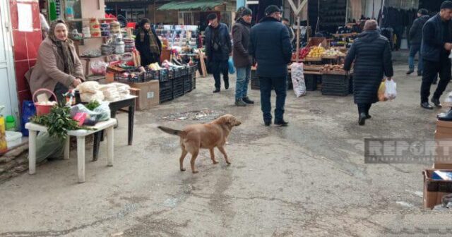 Şabranın mərkəzi bazarı zibilliyə çevrilib, ərazini üfunət bürüyüb – FOTO