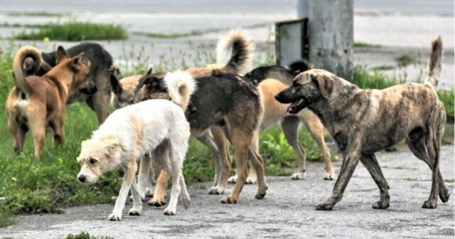 LƏNKƏRANIN MƏRKƏZİNDƏ TƏHLÜKƏ – İTLƏR “AT OYNADIR, İH BACARMIR…