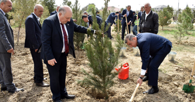 Şirvanda “Heydər Əliyev İli” çərçivəsində ağacəkmə aksiyası keçirilib