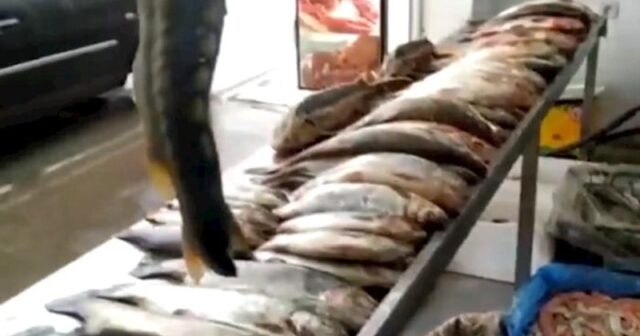 Körpə nərələrin ovlanmasını sifariş edən kafe sahiblərinə xəbərdarlıq – Video