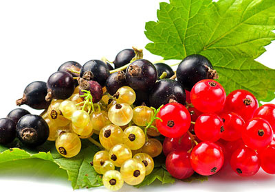 CAVAN QALMAQ İSTƏYƏNLƏRİN DİQQƏTİNƏ… BU GİLƏMEYVƏLƏRİ YEYİN