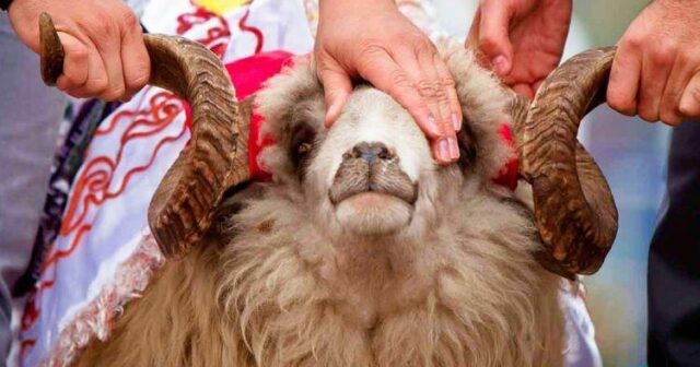 Qurban kəsənlərin bu qaydalara riayət etmələri mütləqdir