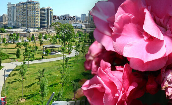 Uşaqlarımızı zəhərləyib öldürən bu bitki Bakı küçələrindədir – FOTO