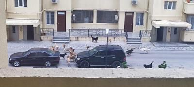 Sahibsiz itlər azyaşlılara hücum edir: Onlara qarşı necə davranaq? – AÇIQLAMA