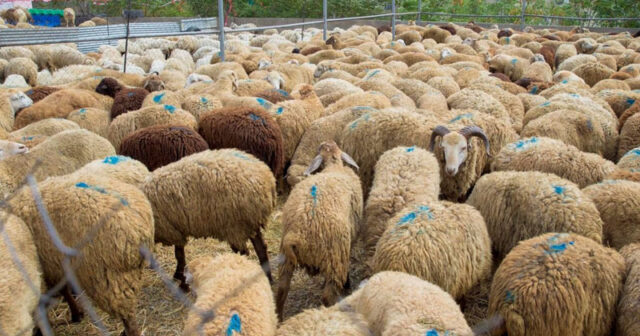 Qurbanlıq heyvanların qiyməti açıqlandı – VİDEO