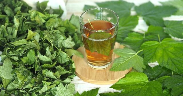 Böyrəklər üçün ən xeyirli çay