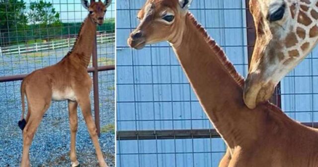 ZOOPARKDA BOMBA HƏYƏCANI