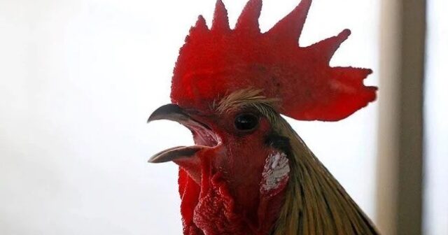 TOYDA XORUZA SPİRTLİ İÇKİ İÇİRƏNLƏR CƏRİMƏLƏNDİ-FOTO