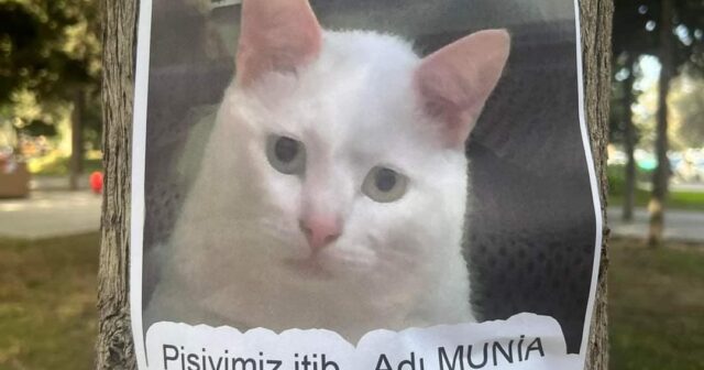 BU PİŞİYİ TAPANI MİN MANAT HƏDİYYƏ GÖZLƏYİR – FOTO