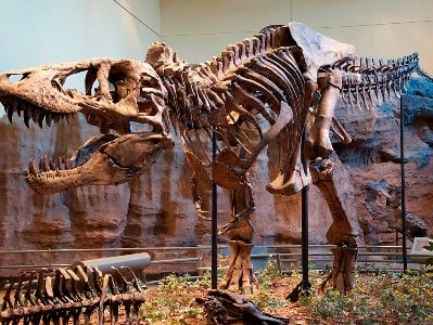 Alimlərdən dinozavrlar haqda şok tapıntı