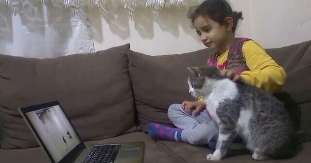 Pişik video aludəçisi olub – VİDEO