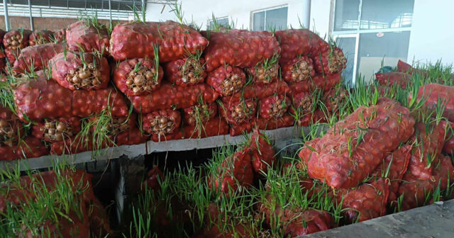 Kredit götürüb soğan əkdi, 200 ton məhsulu sata bilmədi, 70 min manat ziyana düşdü (FOTO)