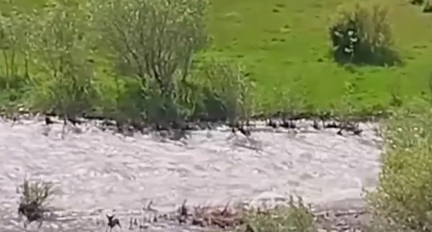 Naxçıvanda maraqlı görüntü, dağ keçiləri çayı belə keçdi-VİDEO