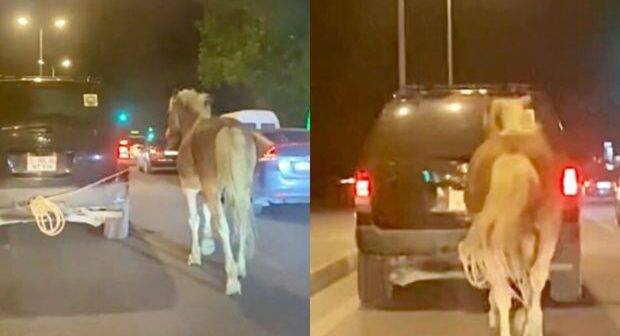 Paytaxtda sürücü atı maşının arxasına bağlayıb yol boyu apardı – VİDEO