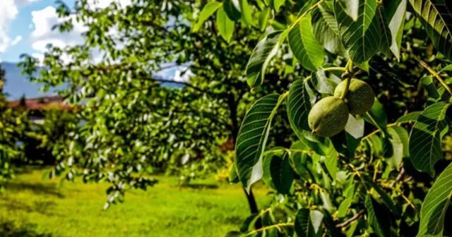 Qoz ağacının altında oturmayın – Səbəb