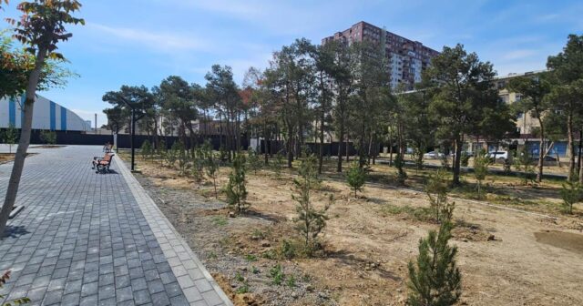 BŞİH ağacəkmə aksiyası keçirdi-FOTO