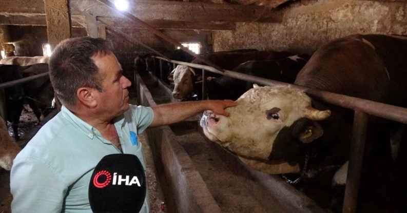 İnəyin qiyməti maşından baha oldu – ŞOK DETALLAR