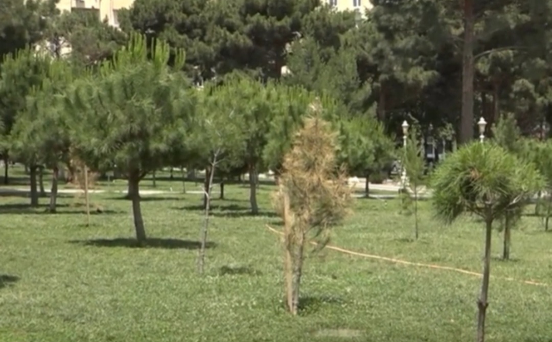 Xırdalan sakinləri Mərkəzi Parkdan niyə narazıdırlar? (VİDEO)