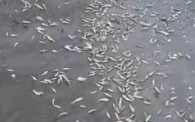 Xəzərdə balıqların kütləvi tələf olma səbəbi – Açıqlandı – Video