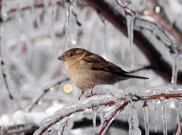Hava bu tarixdən soyuyur – Dəhşətli şaxtalar gəlir